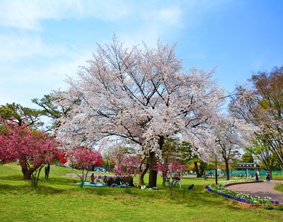 🌳 무사시노 중앙공원 (무사시노 추오 코엔) 이미지 2